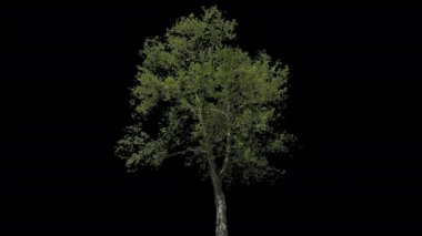 Platanus İzole Ağacı