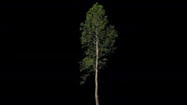Platanus İzole Ağacı