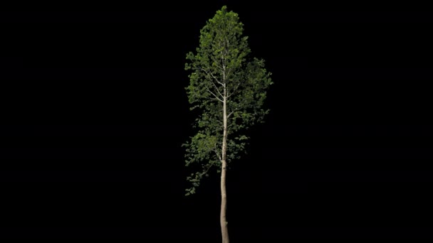 Platanus isolierter Baum — Stockvideo