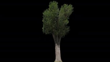 Populus Nigra İzole Ağaç
