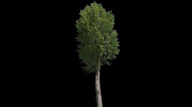 Populus Nigra İzole Ağaç