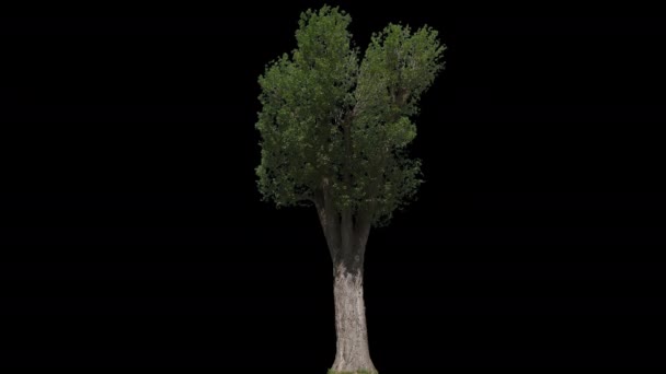 populus nigra isolierter Baum