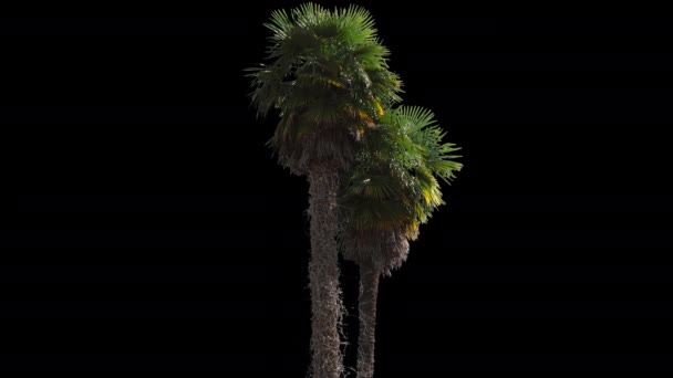 Palme isolierter Baum — Stockvideo