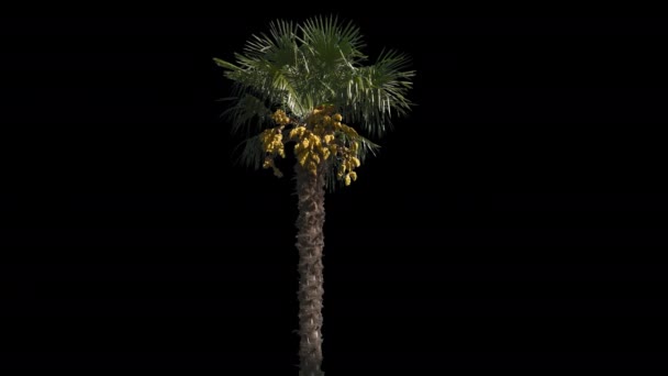 Palme isolierter Baum