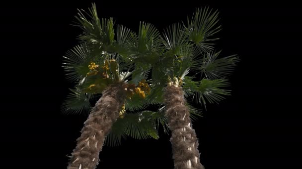 Palm izolowane drzewo — Wideo stockowe