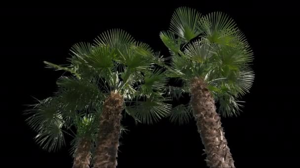 Palmera Árbol aislado — Vídeo de stock