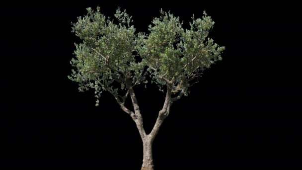 Olivenbaum isoliert