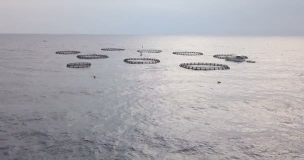 Aquaculture Aerial View — Stock Video