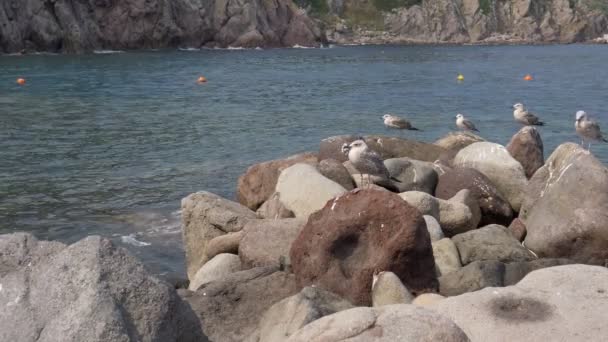 Mar de roca de gaviota — Vídeos de Stock