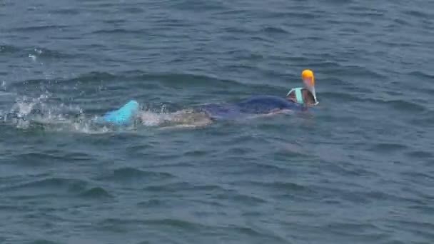 Άνθρωπος Snorkeling — Αρχείο Βίντεο