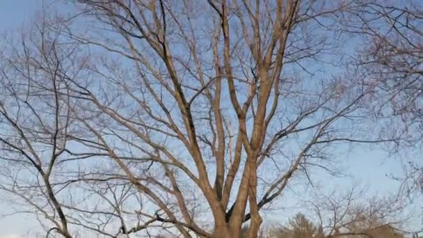 Pohon Langit Musim Dingin Pedestal — Stok Video