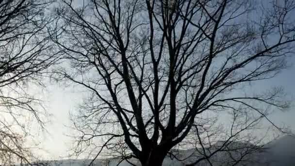 Árbol silueta cielo invierno pedestal — Vídeo de stock