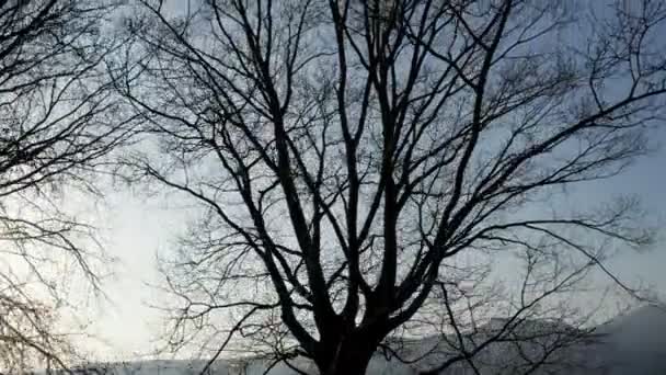Arbre Silhouette Ciel Hiver Piédestal