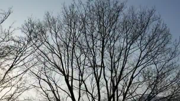 Ağaç Silueti Gökyüzü Kış Yayası — Stok video