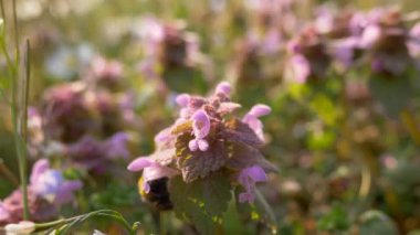 Yaban arısı Pembe Çiçek Çayırı
