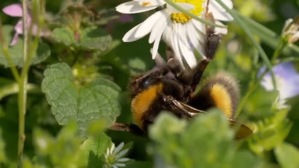 Bumblebee Daisy äng — Stockvideo