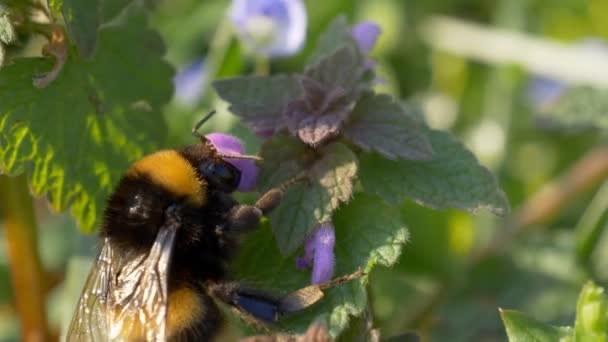 Bumblebee rosa blomma närbild — Stockvideo