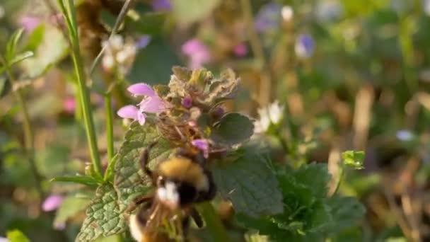 Bumblebee Pink Flower Meadow