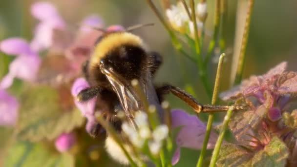 Hommel roze bloem weide — Stockvideo