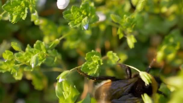 Bumblebee White Flower Meadow — Stock Video