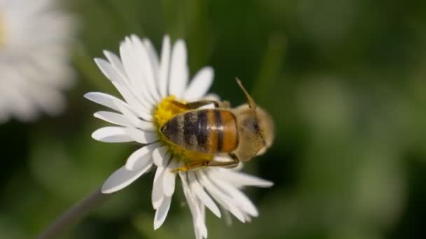 Honigbiene Gänseblümchen aus nächster Nähe — Stockvideo