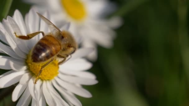 Miel abeja margarita primer plano — Vídeos de Stock