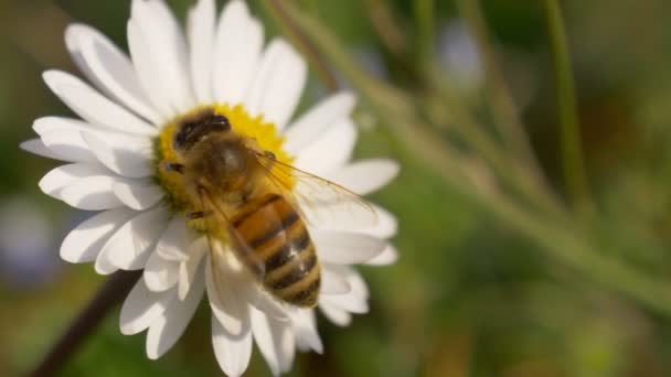 Miel abeja margarita primer plano — Vídeo de stock