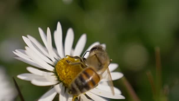 Honigbiene Gänseblümchen aus nächster Nähe — Stockvideo