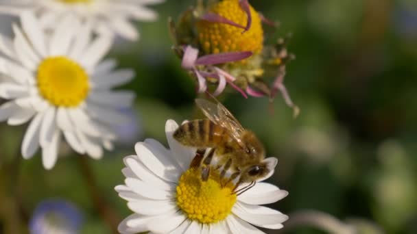 Honigbiene Gänseblümchenwiese — Stockvideo