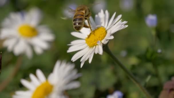 Honey Bee Daisy Meadow — Stock video