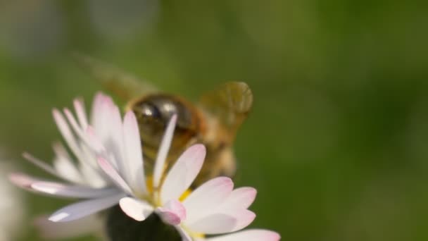 Honungsbin Daisy äng — Stockvideo