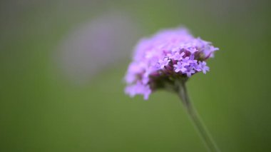 Esinti çiçeklerinin yakın görüntüsü