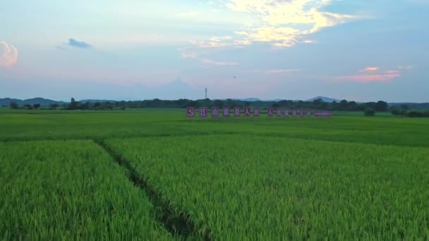 農業耕作分野 田園地帯 — ストック動画