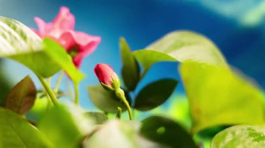 blooming flower against blue background 