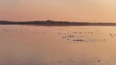 a flock of birds flying in the lake at sunset