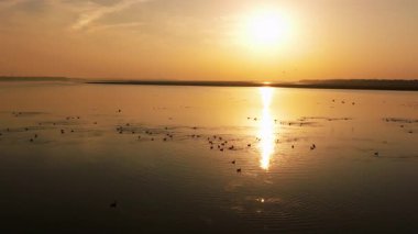 a flock of birds flying in the lake at sunset