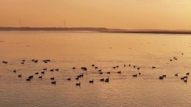 a flock of birds flying in the lake at sunset