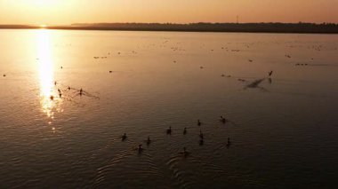 a flock of birds flying in the lake at sunset