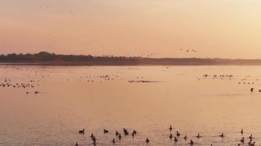 a flock of birds flying in the lake at sunset