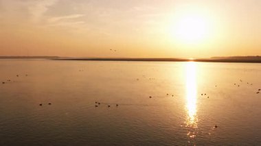 a flock of birds flying in the lake at sunset