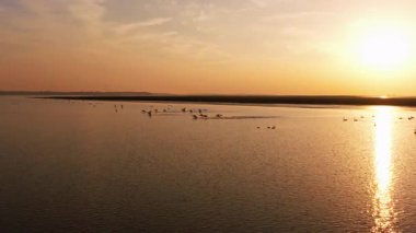 Günbatımında uçan kuşlar 