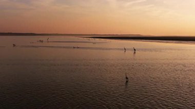 Günbatımında uçan kuşlar 