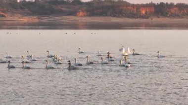 Günbatımında uçan kuşlar 