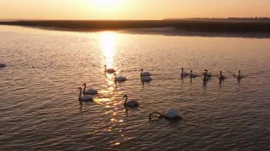 Günbatımında uçan kuşlar 