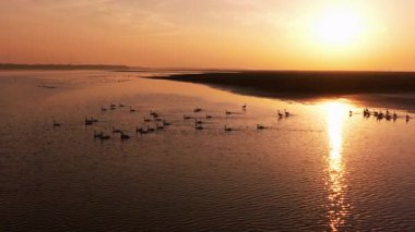 Günbatımında uçan kuşlar 