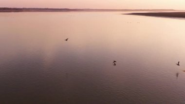 Günbatımında uçan kuşlar 