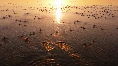 a flock of birds flying in the lake at sunset