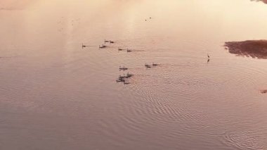 amazing sunset on the river with birds flock 