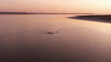 amazing sunset on the river with birds flock 