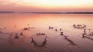 flock of birds in the evening, in the river, nature scenic view 